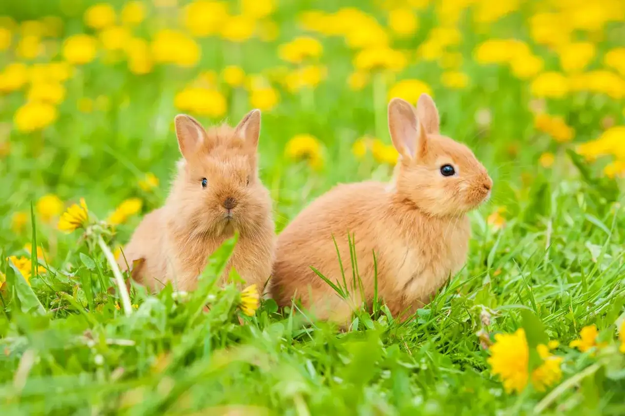Dwa urocze, rude króliczki siedzą w trawie pośród żółtych mniszków. Czy króliki są stadne? Te maluchy na pewno wyglądają na towarzyskie!