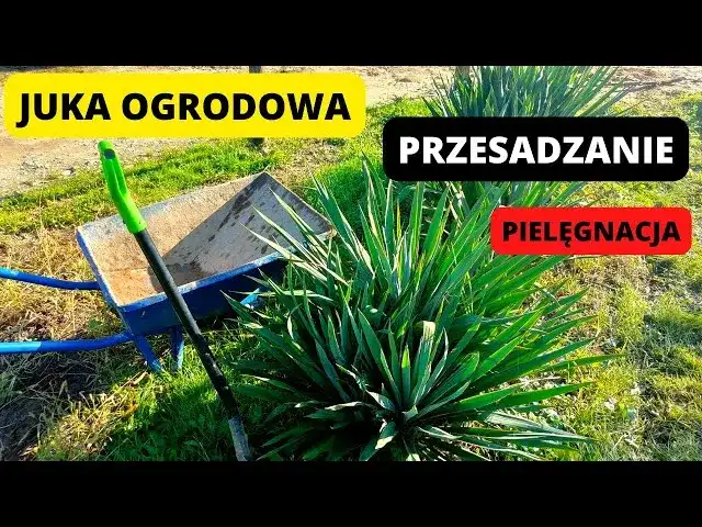 Przesadzanie juki ogrodowej: Kiedy i jak to zrobić, by rosła bujnie?