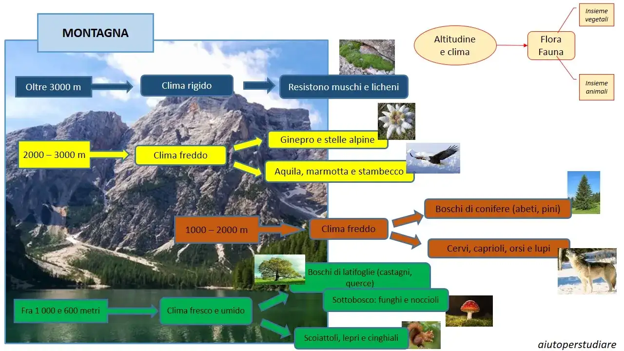 Flora e Fauna Montana: Guida Completa alla Biodiversità Italiana