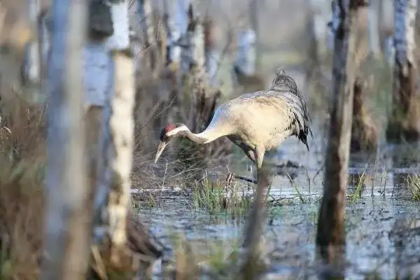 Co jest symbolem Poleskiego Parku Narodowego i dlaczego żuraw?