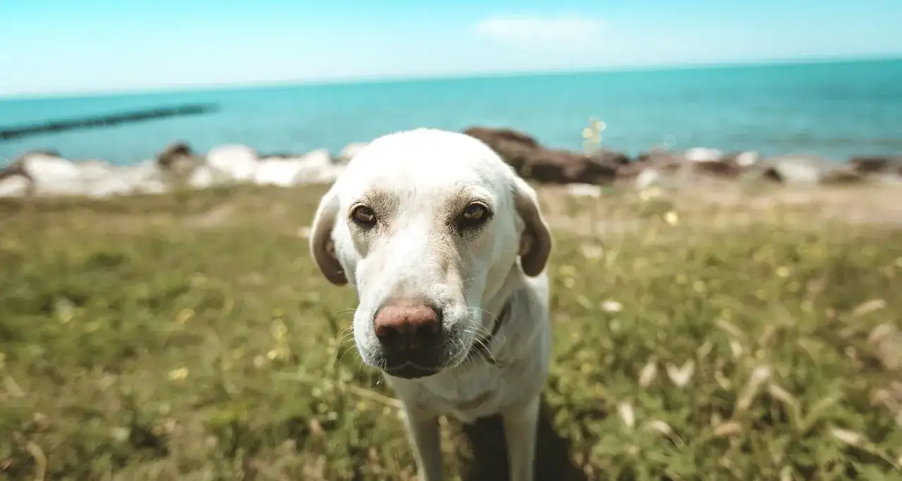 Gdzie nad morze z psem - najlepsze plaże i atrakcje dla czworonogów