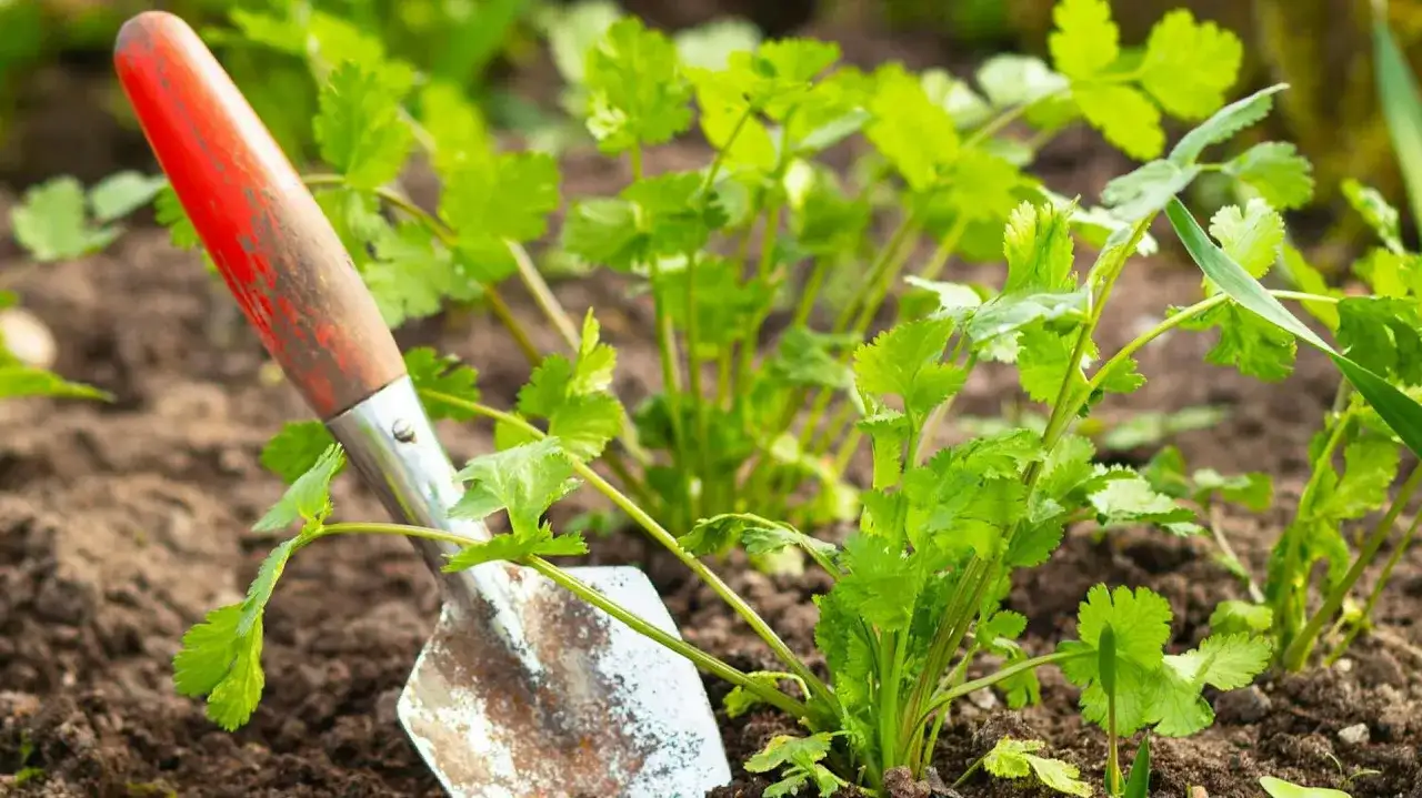 Łopatka ogrodnicza przy świeżych liściach kolendry. Czy kolendra odrasta po ścięciu? Tak, z korzenia wypuszcza nowe pędy.