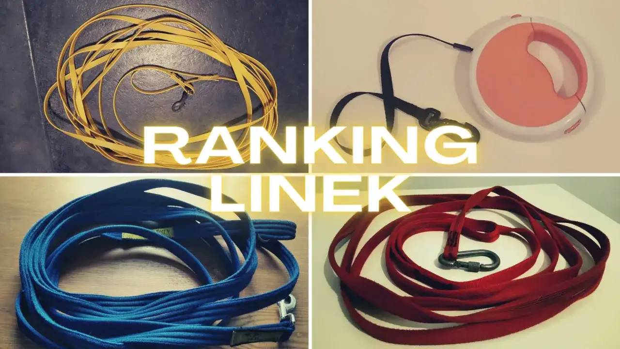 Jak wybrać idealną długą linkę dla psa - najważniejsze cechy i rodzaje