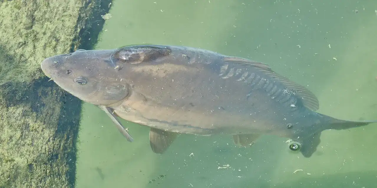 Wie groß werden Karpfen wirklich? Überraschende Fakten über ihr Wachstum
