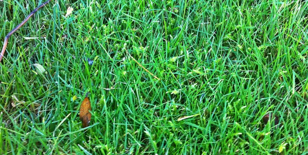 Mech na trawniku: Przyczyny, skuteczne metody i trwała profilaktyka.