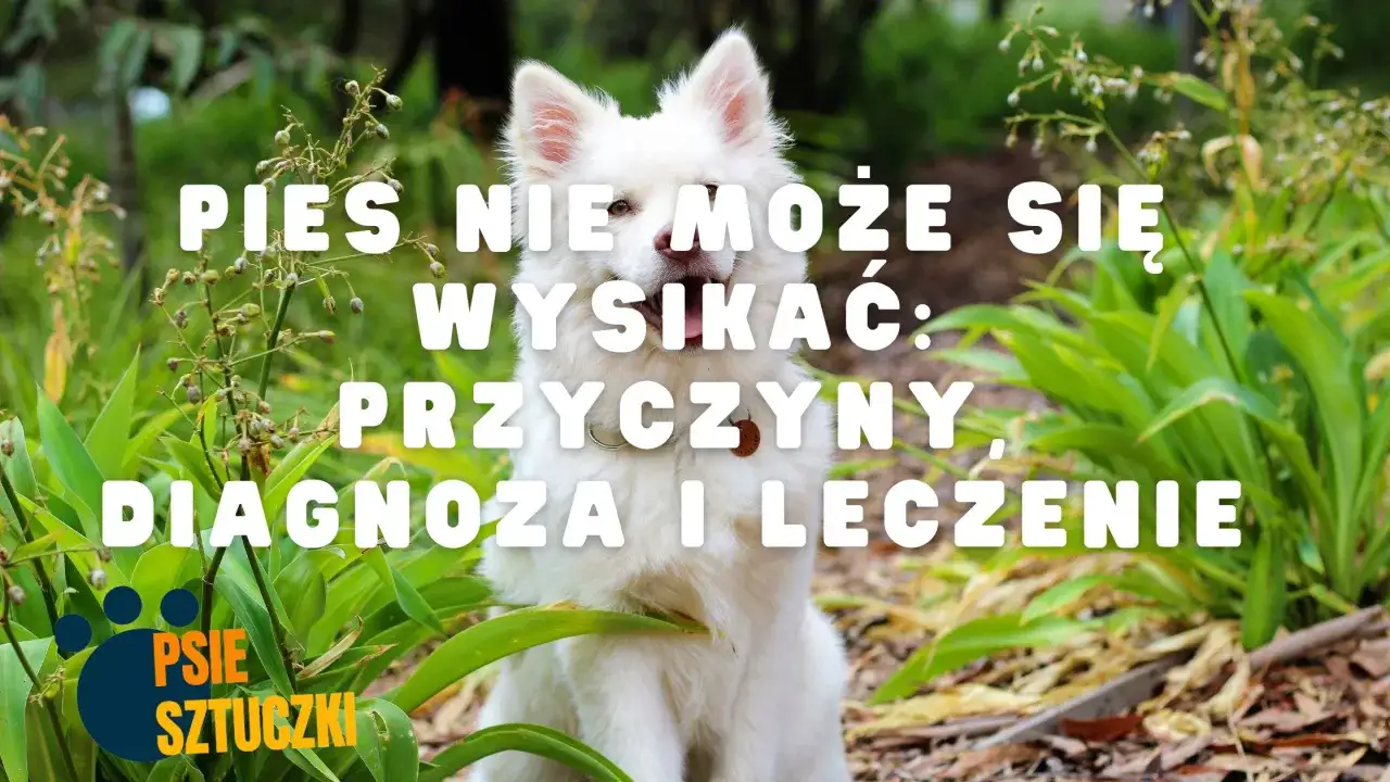 Co robić, gdy pies nie może się wysikać lub wypróżnić: porady i przyczyny