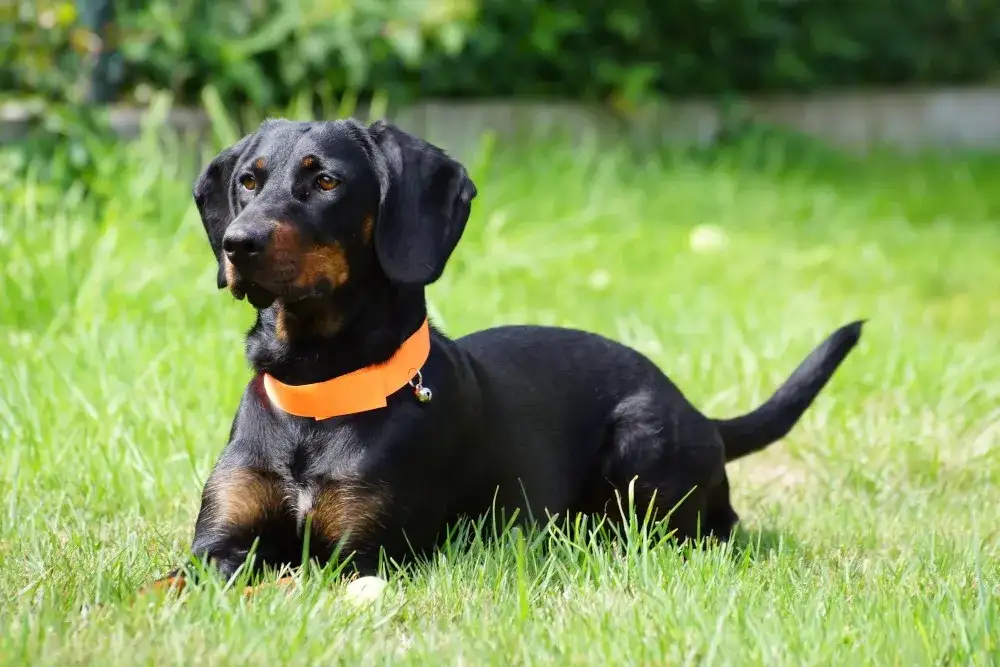 Polski pies gończy: Ogar czy Gończy? Rozwiąż zagadkę krzyżówki!