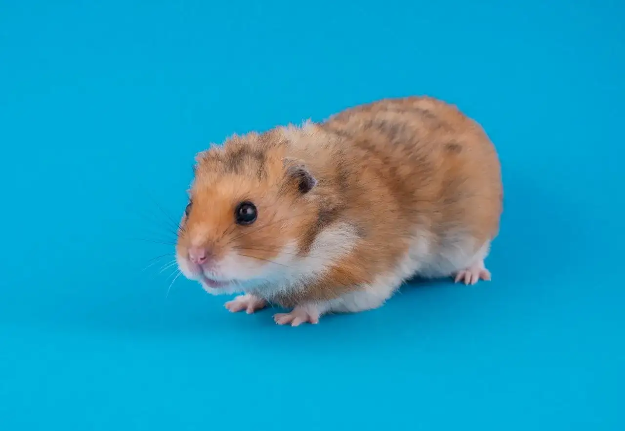 Uroczy chomik syryjski na niebieskim tle. Czy chomika można myć? Nie, lepiej zapewnić mu piaskową kąpiel.
