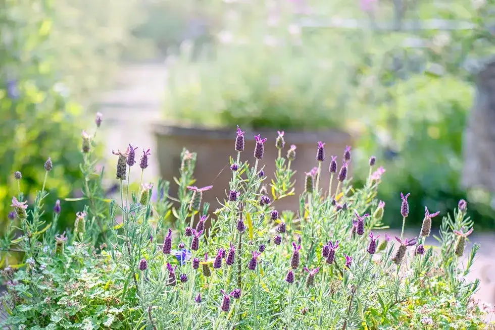 Jak sadzić lawendę w doniczce, aby uniknąć błędów i cieszyć się pięknem