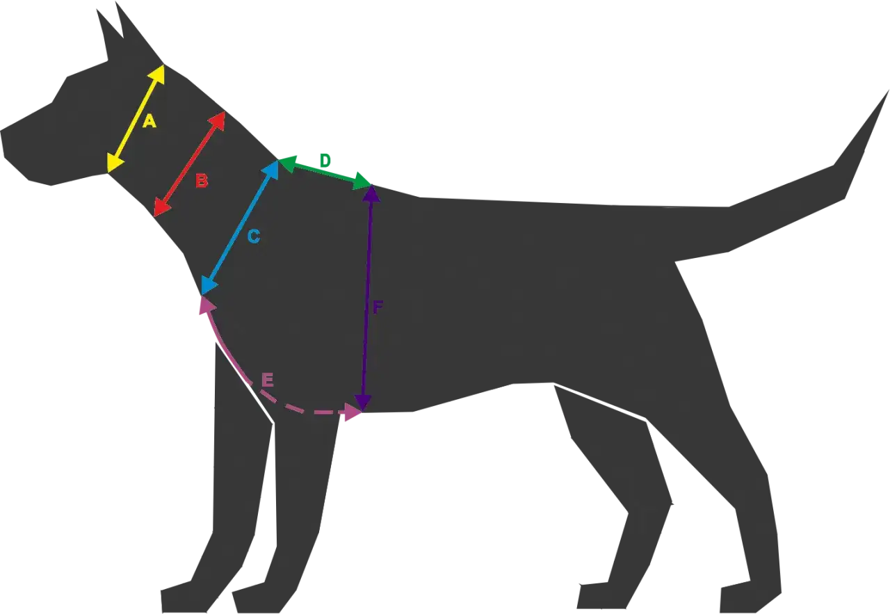 Sylwetka psa z kolorowymi strzałkami wskazującymi różne wymiary ciała.