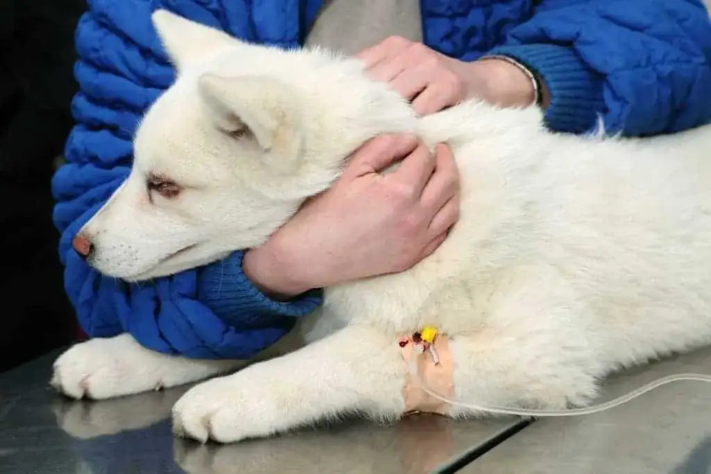 Transfuzja krwi u psa: Cennik, wskazania i co musisz wiedzieć