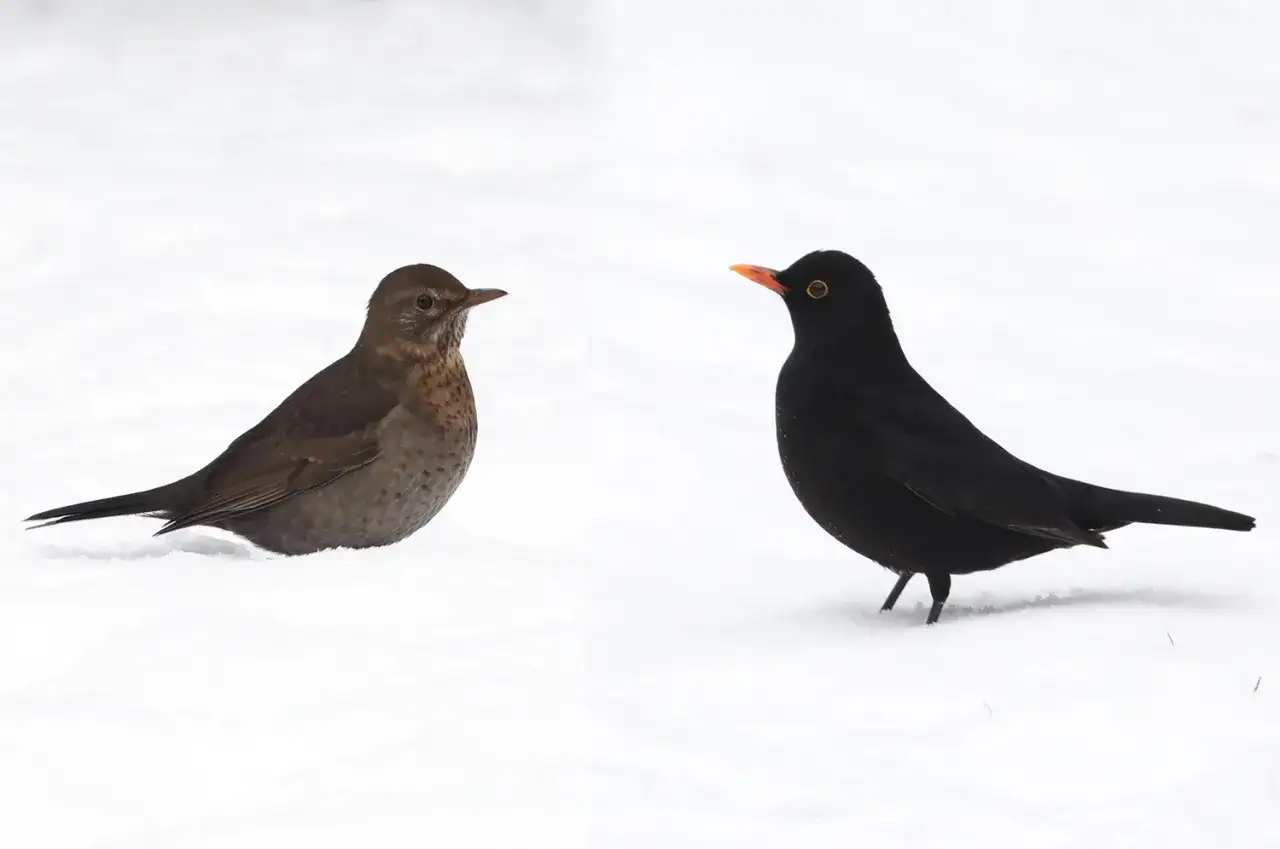 Gdzie zimują kosy w Polsce? Poznaj zaskakujące zwyczaje tych ptaków