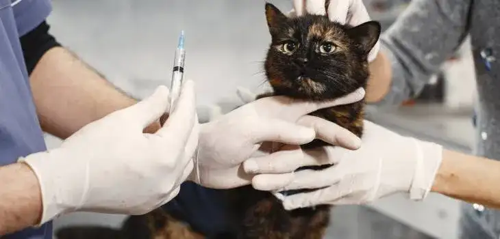 Jak zostać weterynarzem po studiach? Wymagania i ścieżki kariery