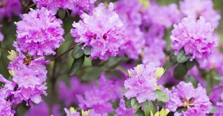 Jak uprawiać rododendrony - uniknij najczęstszych błędów w pielęgnacji