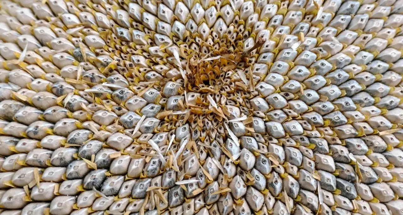 Czy pies może jeść pestki słonecznika? Bezpieczeństwo i zagrożenia