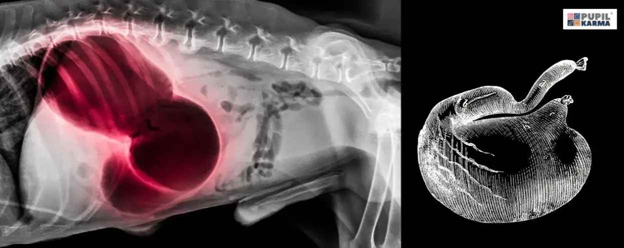 Owczarek niemiecki: Ile posiłków dziennie? Zapobiegaj skrętowi żołądka!