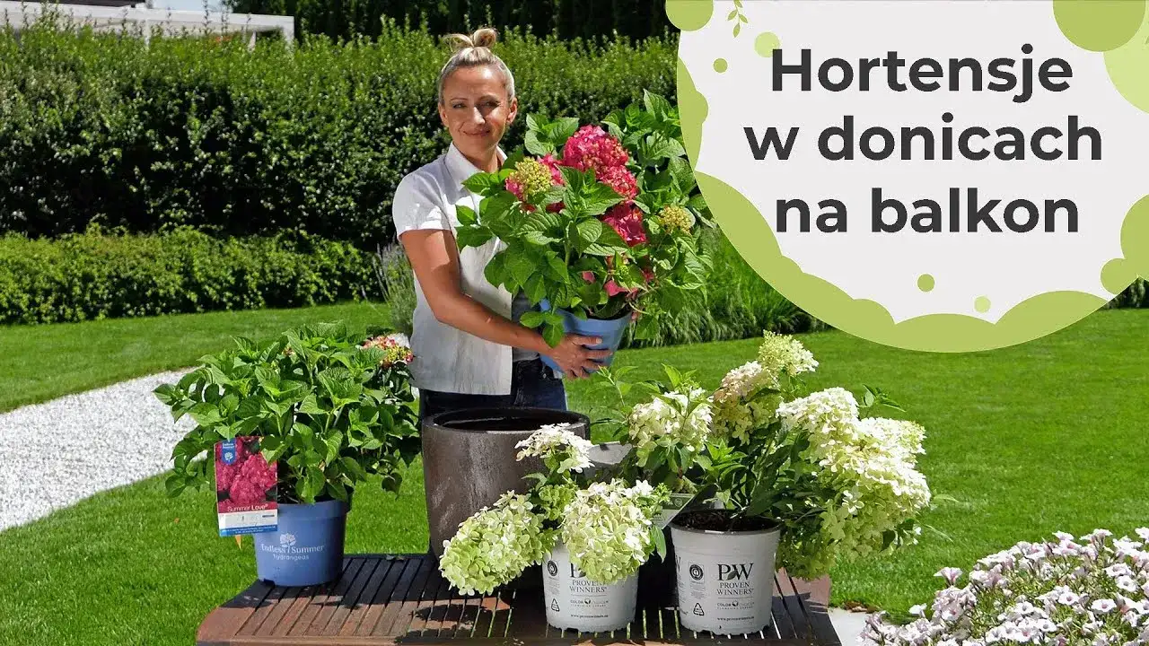 Jak podlewać hortensje w doniczce, by uniknąć ich więdnięcia