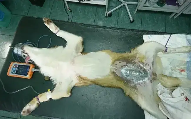 Rana po kastracji psa: powikłania, objawy i skuteczne leczenie