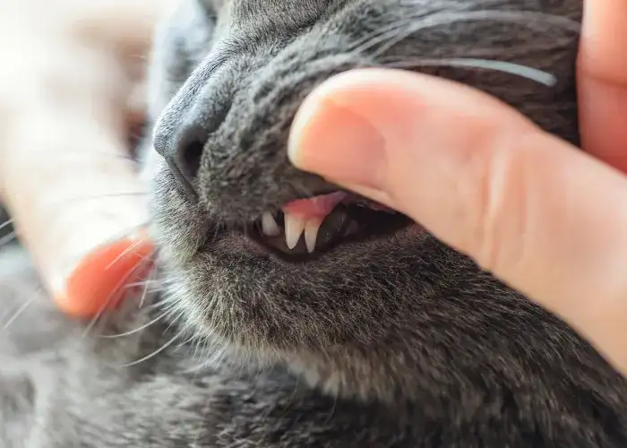 Kiedy wypadają mleczne zęby u kociąt i szczeniąt: Co warto wiedzieć?