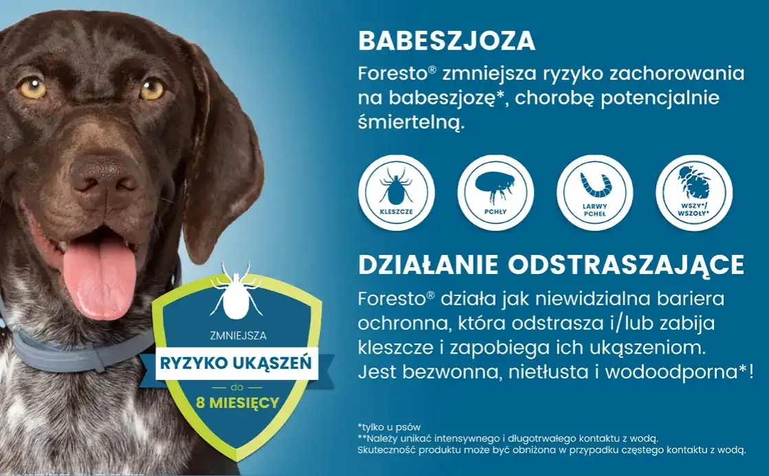 Jak działa obroża Foresto i jak skutecznie chroni psa przed pasożytami