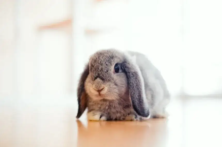 Ile samica królika chodzi w ciąży? Odkryj, co musisz wiedzieć