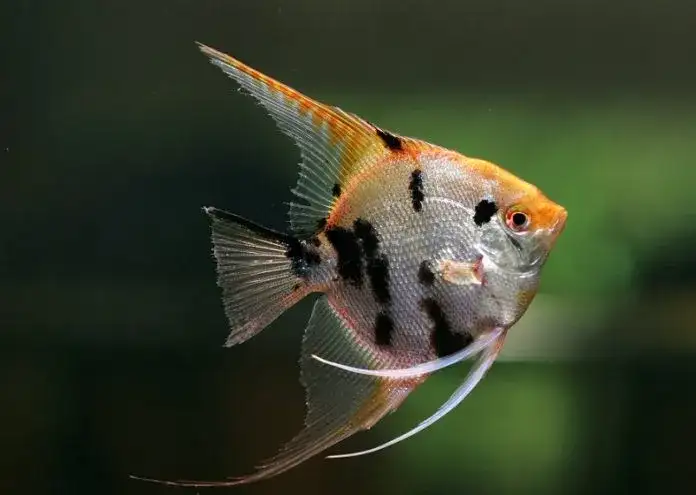 Czym karmić skalary, aby szybko rosły i uniknąć problemów zdrowotnych