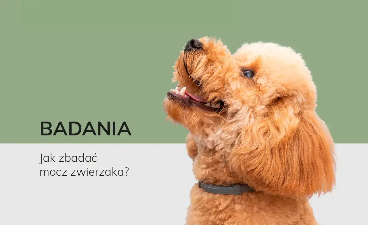 Jak pobrać psu mocz do badania? Praktyczny przewodnik krok po kroku