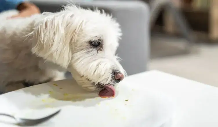 Czy pies może jeść rosół? Sprawdź, co może mu zaszkodzić
