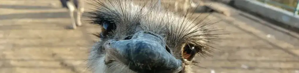 Hodowla strusi jak zacząć – kluczowe kroki do sukcesu w farmie