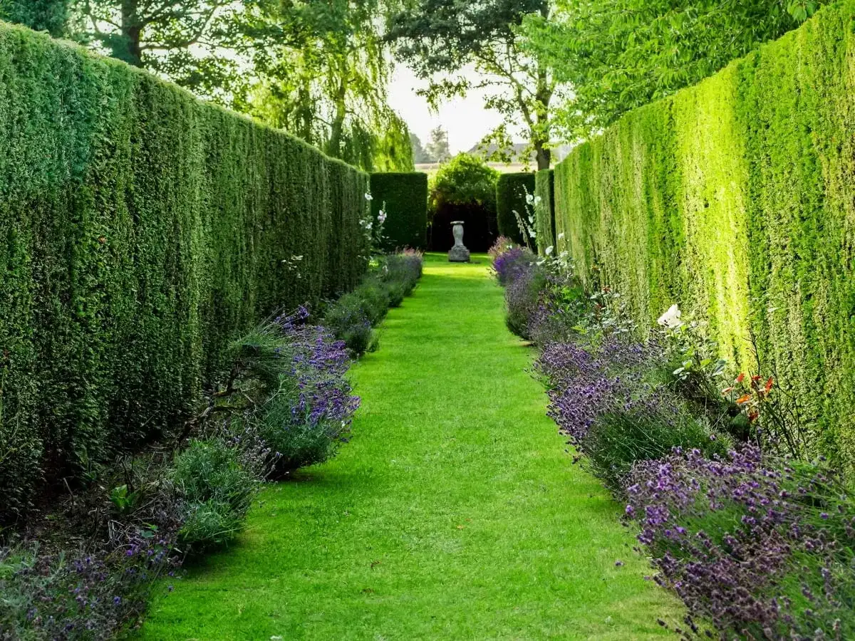 Alternatywy na ogrodzenie zamiast tui – piękne i łatwe w pielęgnacji rośliny