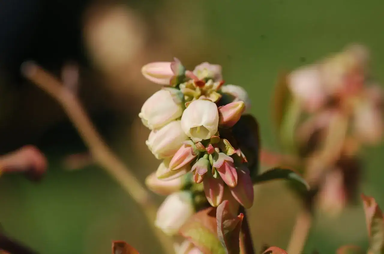 Borówka amerykańska: Kwitnienie, zapylanie i problemy z kwiatami