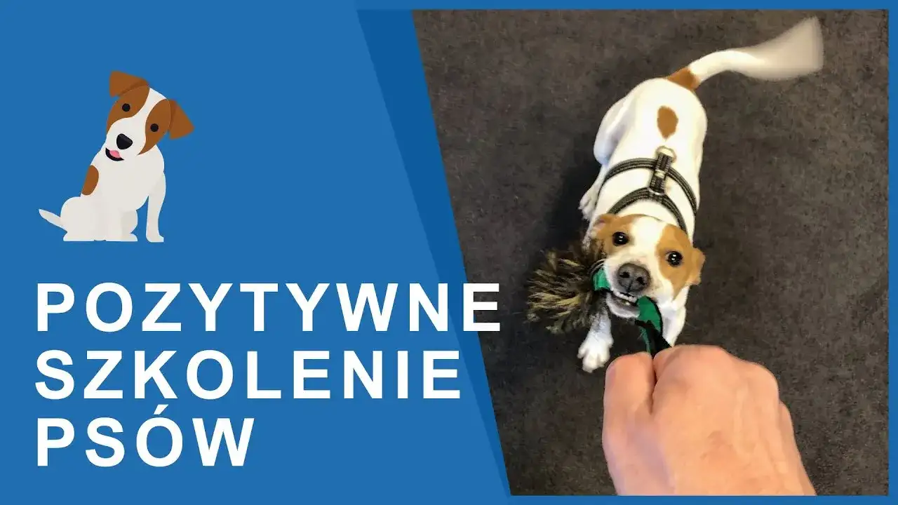 Tresura Jack Russell Terriera: Klucz do posłuszeństwa i szczęścia psa?