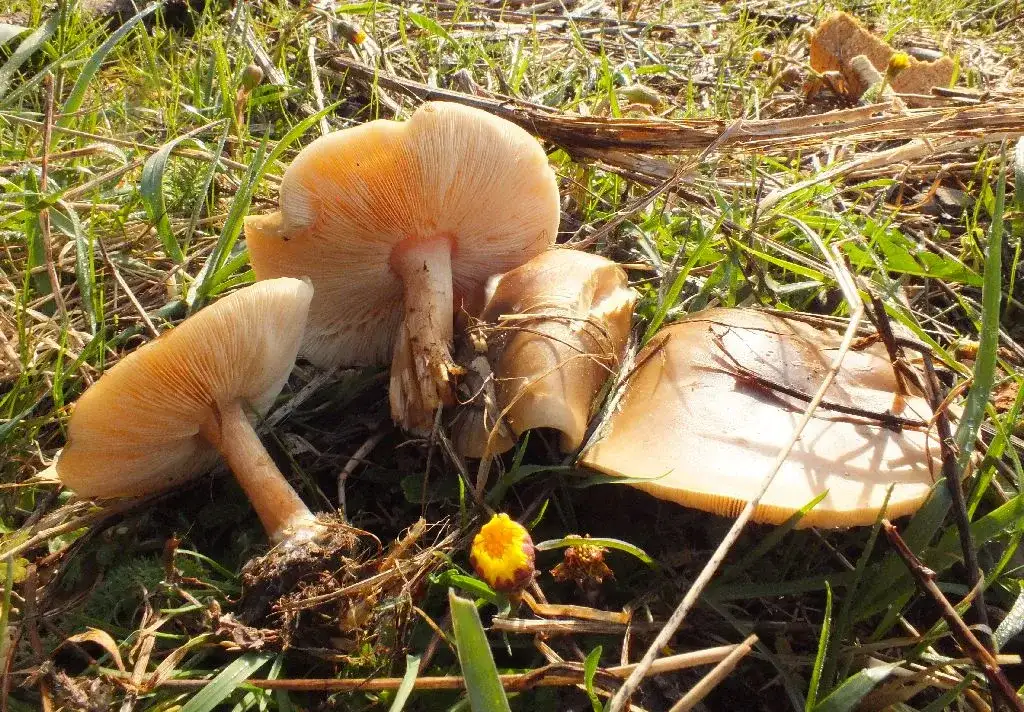 Ciemnobiałka płowa - poznaj smak i wartości odżywcze tego niezwykłego grzyba