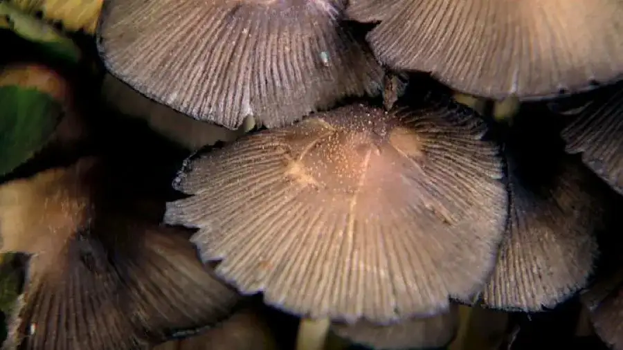 Grzyby halucynogenne: Jak wyglądają? Ryzyko i prawo