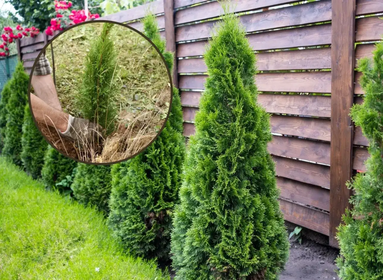 Jak sadzić tuje przy płocie, aby uniknąć błędów i zapewnić wzrost