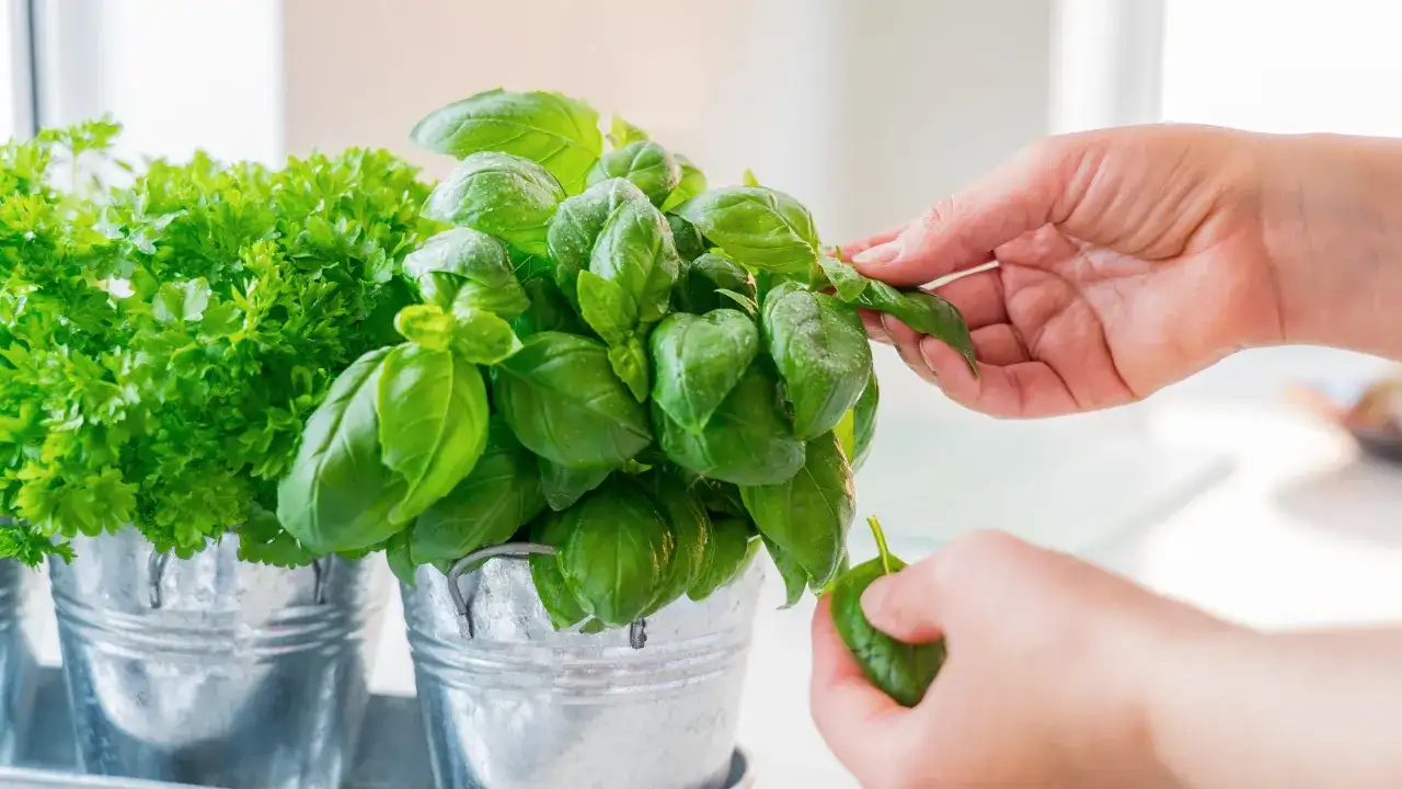 Dłonie delikatnie przycinają bazylię, zbierając świeże liście. Wskazówki, jak przycinać bazylię, by rosła bujnie.