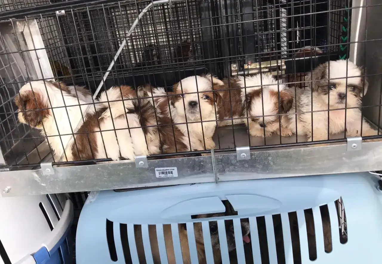 Gdzie zgłosić nielegalną hodowlę? Ważne kroki, które musisz znać