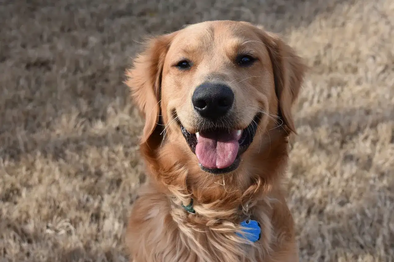 Uśmiechnięty golden retriever z niebieską obrożą na tle suchej trawy.