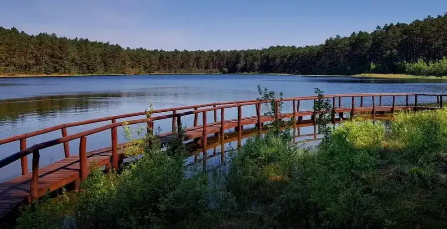 Jezioro lobeliowe w Borach Tucholskich: unikalne ekosystemy w zagrożeniu