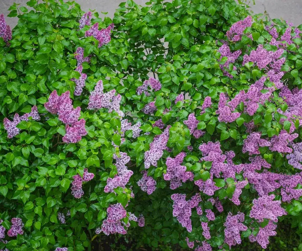 Jakie kwiaty kwitną w maju? Odkryj piękne rośliny do ogrodu