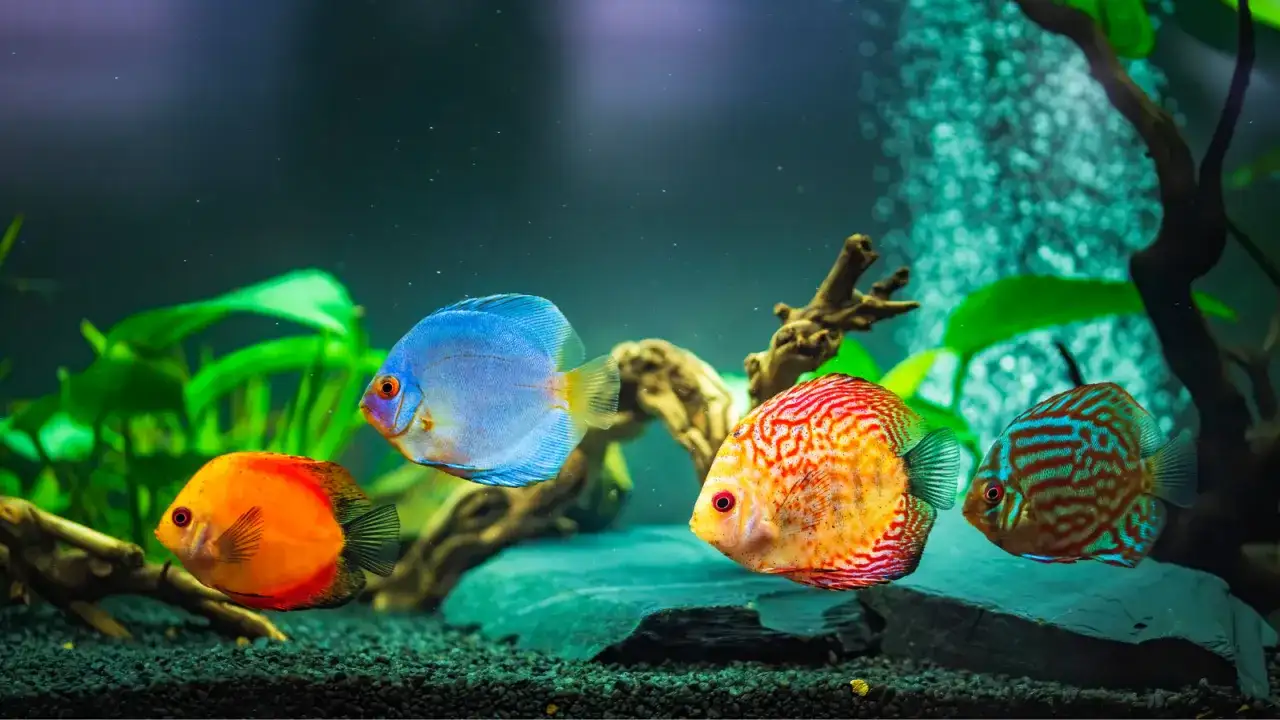 Czy rybki śpią? Zaskakujące fakty o ich śnie i odpoczynku