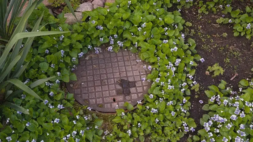 Jak zasłonić szambo w ogrodzie i poprawić estetykę przestrzeni