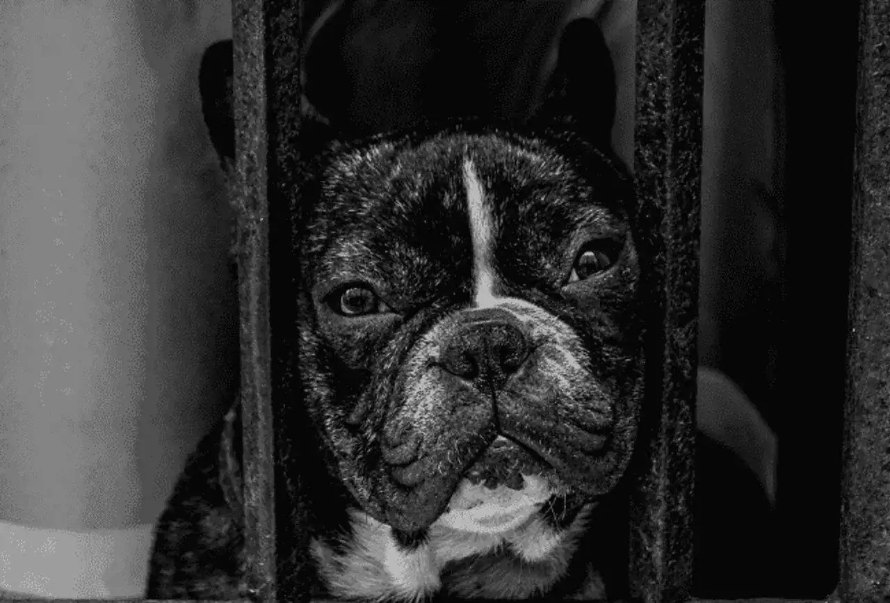 Jak długo szczeniak tęskni za matką i jak mu pomóc w tym czasie