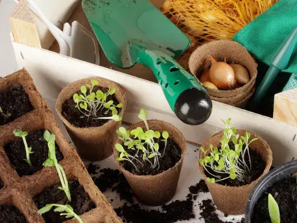 Co można uprawiać na ziemiach torfowych? Odkryj najlepsze rośliny