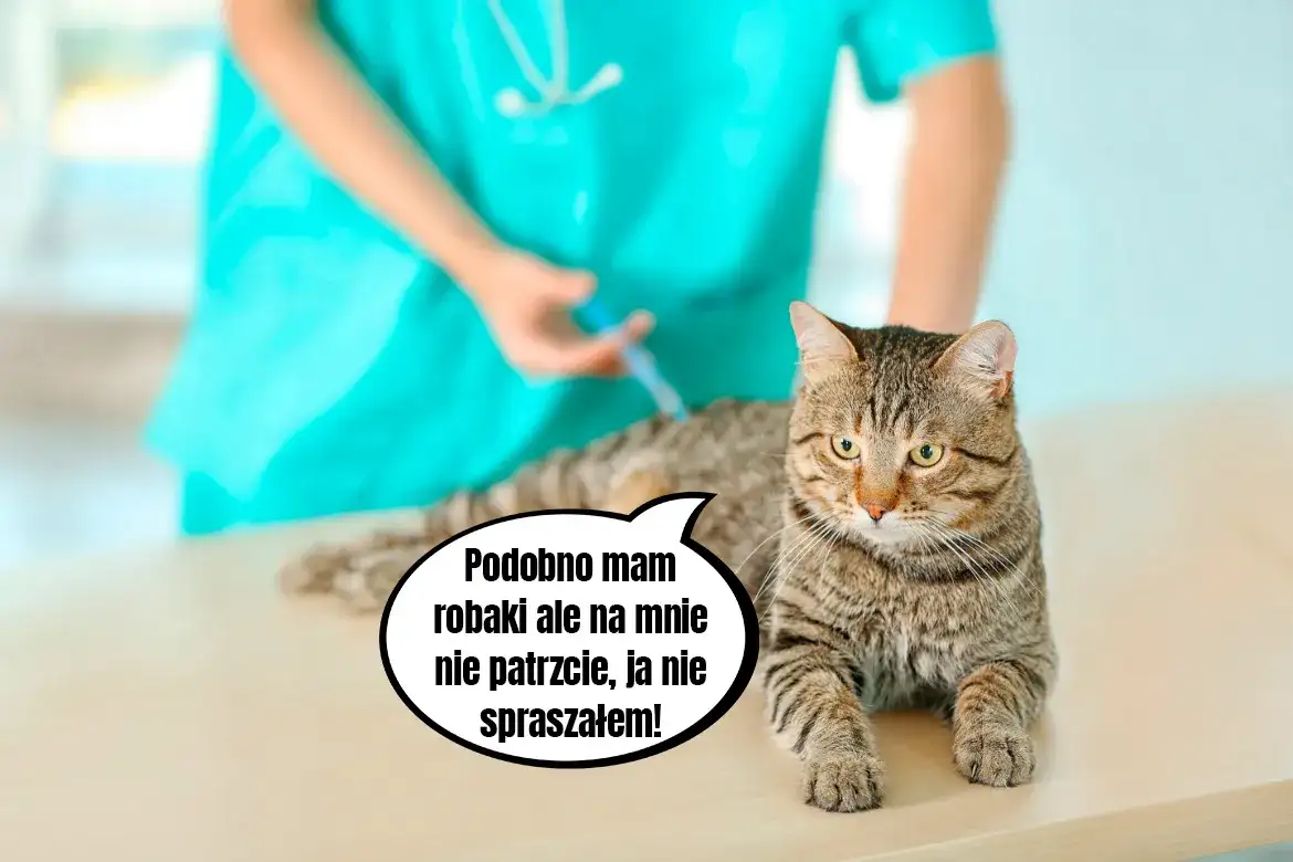 Jak często odrobaczać kota niewychodzącego, aby uniknąć pasożytów?