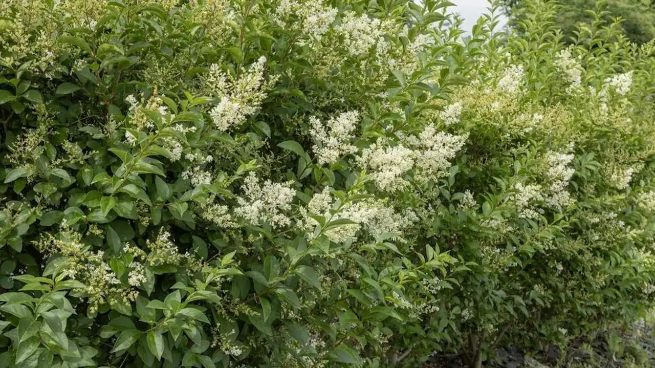 Kiedy kwitnie ligustr? Sekret pięknych kwiatów i jak ich doczekać