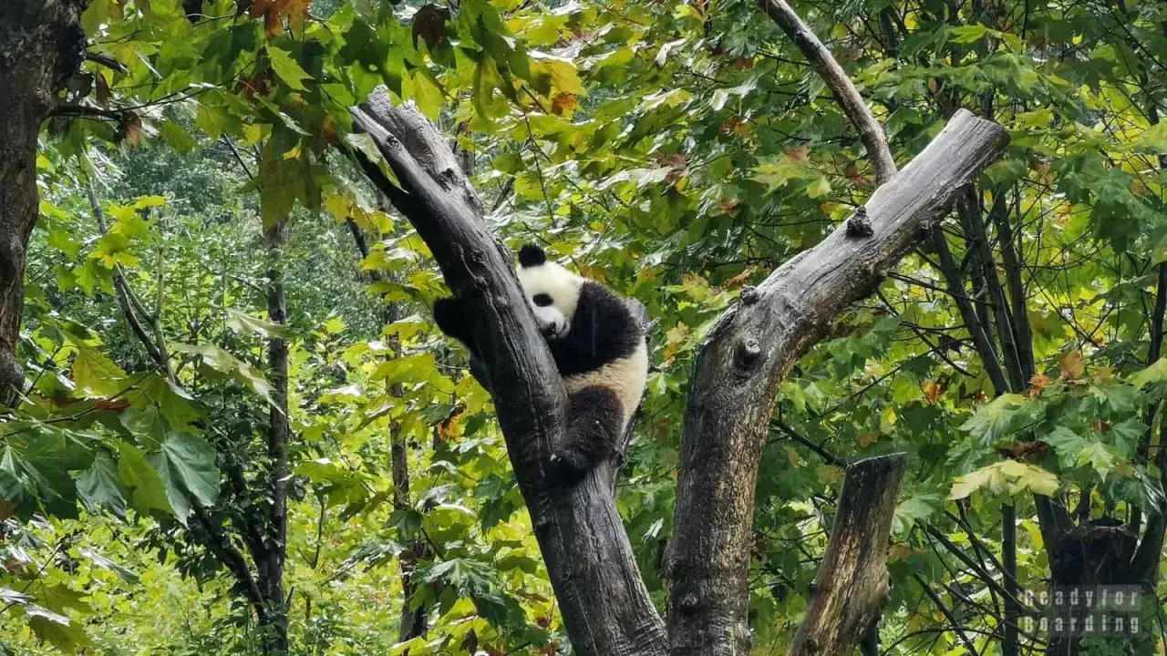 Gdzie żyją pandy? Odkryj Chiny i zaplanuj podróż życia!