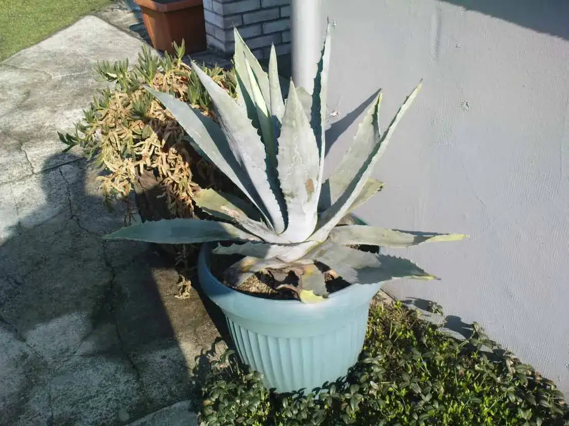 Czy agawa może zimować na dworze? Skuteczne sposoby ochrony przed mrozem