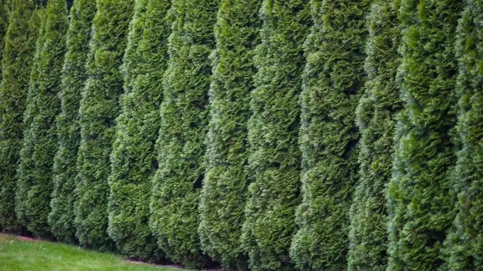 Kiedy ciąć tuje na wysokość? Kalendarz i gęsty żywopłot