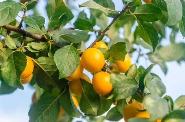 Kiedy sezon na śliwki węgierki? Sprawdź, by nie przegapić plonów